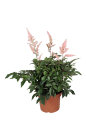 Astilbe 17 cm potte